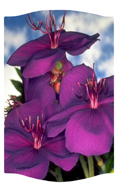 DNSLOG C 025 Purple Roadsidea 